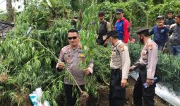 Polres Rejang Lebong Kembangkan Kasus Ladang Ganja Milik Oknum Guru SD - JPNN.com