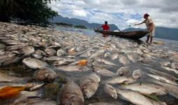 Lima Ton Ikan Mati Mendadak di Danau Maninjau - JPNN.com
