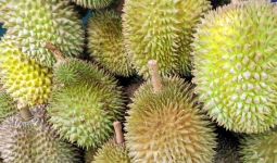 Apakah Ada Efek Samping Konsumsi Durian dengan Manggis? - JPNN.com
