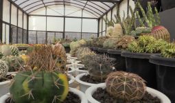 5 Manfaat Mengejutkan Rutin Konsumsi Kaktus - JPNN.com