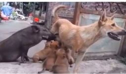 Unggah Video Babi Menyusu Pada Anjing, Maia Estianty: Kalau di Indonesia Sudah Dibunuh - JPNN.com