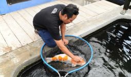 Bisnis Ikan Koi Masih Menjanjikan, Berminat? - JPNN.com