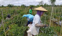 Kelompok Tani Binaan Program DMPA Panen Tomat dan Cabai, Hasil Bersih Rp57 Juta - JPNN.com