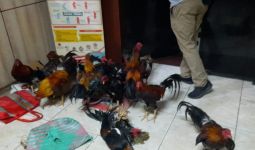 Kukuruyuk, Judi Sabung Ayam Digerebek, Lihat Tuh Barang Buktinya - JPNN.com