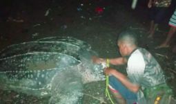 Penyu Raksasa Ini Muncul di Pantai Raja Ampat, Lihat - JPNN.com