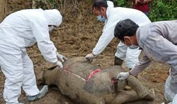 Gajah Berusia 10 Bulan Mati di Aceh Timur, Begini Kondisinya - JPNN.com