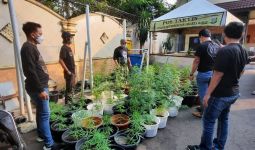 Polisi Gerebek Rumah di Brebes, Ratusan Pot Ganja Diamankan - JPNN.com