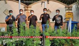 Gerebek Kebun Ganja dalam Rumah di Brebes, Polisi Tangkap 4 Pelaku, Begini Perannya - JPNN.com