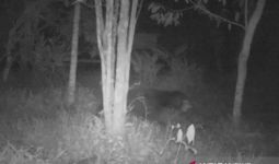 Pasutri di Solok Terluka Parah Diserang Beruang Liar di Ladang - JPNN.com