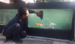 Balai Wyata Guna Bandung Berdayakan Disabilitas dengan Pelatihan Budi Daya Ikan Koi - JPNN.com