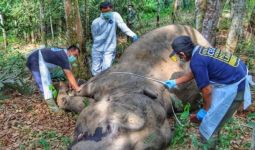 BKSDA Riau Menemukan Gajah Betina Mati di Kebun Warga - JPNN.com