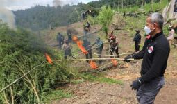 630 Ribu Batang Ganja di Lahan 7 Hektare Dimusnahkan Tim Bareskrim, Sebegini Nilainya - JPNN.com