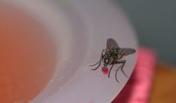 Ini yang Terjadi Ketika Lalat Mendarat di Makanan Anda - JPNN.com