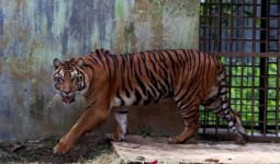 Arbain Sedang Cari Kayu di Hutan, Lalu Ada Harimau Sumatra di Dekatnya, Innalillahi - JPNN.com