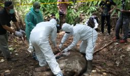 Gajah Sumatera Ditemukan Mati Tanpa Kepala, Dugaan Sementara Akibat Perburuan - JPNN.com
