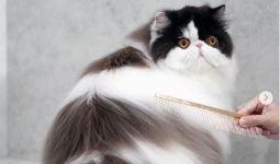 Dewarangga Cattery Berbagi Tips Memandikan Kucing Persia, Cat Lovers Wajib Tahu Ini - JPNN.com