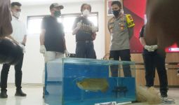 Polres Bogor Bongkar Kasus Pencurian Ikan Arwana Milik Sahabat Irfan Hakim  - JPNN.com
