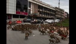 Heboh, Ratusan Monyet Tawuran di Jalan, Pengendara Hanya Bisa Melongo - JPNN.com
