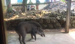 Babi Muncul di Hambalang Bogor, Warga: Ini Peristiwa Pertama Kalinya - JPNN.com