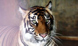 Seorang Balita di Siak Diterkam Harimau Sumatera, Begini Kejadiannya - JPNN.com