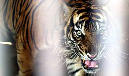 Dipercaya Piaraan Raja, Harimau Sumatra Dimakamkan Secara Adat - JPNN.com