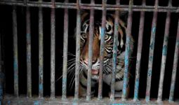 Dua Harimau Sumatra di Ragunan Sempat Terpapar Covid-19, Kok Bisa? - JPNN.com