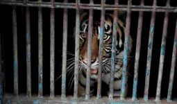 Dua Harimau Sumatera di Ragunan Sempat Positif Covid-19, Begini Kronologinya - JPNN.com