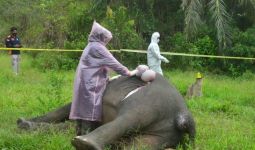 Info Terkini dari AKP Dwi Arys Soal Pembunuh Gajah Tanpa Kepala di Aceh Timur - JPNN.com
