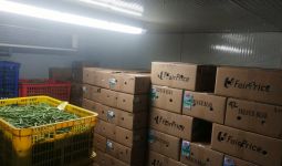 Petani Muda ini Sukses Jualan Sayur dengan Omzet Rp 100 Juta/bulan - JPNN.com
