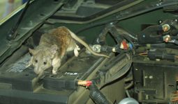 5 Cara Ampuh Mengusir Tikus di Kap Mesin Mobil - JPNN.com