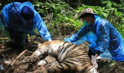 3 Harimau Mati Terjerat, Bupati Aceh Selatan Minta Aparat Mengusut Tuntas  - JPNN.com