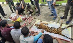 Pembantaian Harimau Sumatra di Rohul, 6 Pelaku Ditangkap Polisi - JPNN.com