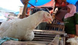 SYL Ingatkan Pemerintah soal Bahaya Serbuan Ayam Brazil - JPNN.com