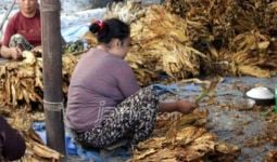 Indonesia Butuh Regulasi Khusus tentang Produk Tembakau Alternatif - JPNN.com