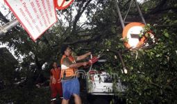 Hujan Lebat, Pohon Tumbang di Senayan - JPNN.com