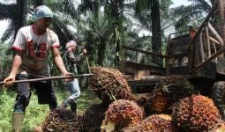 Petani Kelapa Sawit Yakin Larangan Ekspor CPO Segera Dibuka, Ini Alasannya - JPNN.com