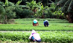 Ekonom Sebut Asuransi Pertanian Dapat Menyelamatkan Petani dari Dampak El Nino - JPNN.com