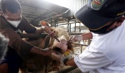 Satgas PMK Umumkan Capaian Vaksinasi Hewan Ternak, Sebegini Jumlahnya - JPNN.com