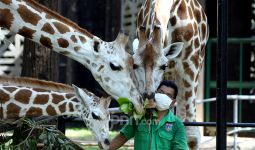 Ragunan Zoo Beroperasi di Masa PSBB Transisi, Jumlah Pengunjungnya Cuma Sebegini - JPNN.com