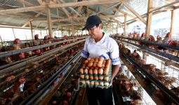 Harga Telur Ayam di Pasar DKI Jakarta Naik Signifikan Hari Ini - JPNN.com