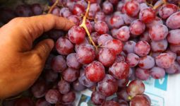 5 Khasiat Anggur untuk Rambut dan Kulit, Wanita Pasti Suka - JPNN.com