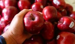 5 Manfaat Apel, Bikin Penyakit Ini Ogah Mendekat - JPNN.com