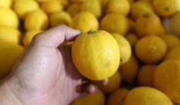 7 Manfaat Lemon, Cegah Serangan Penyakit Kronis Ini - JPNN.com