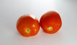 5 Manfaat Rutin Makan Tomat, Ampuh Atasi Penyakit Kronis Ini - JPNN.com