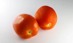 6 Manfaat Tomat untuk Kulit, Wanita Pasti Suka - JPNN.com