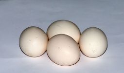 Konsumsi Telur Mentah Berdampak Buruk bagi Kesehatan, Waduh - JPNN.com