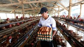 Harga Telur Ayam Makin Tinggi, Hari Ini Sebegini