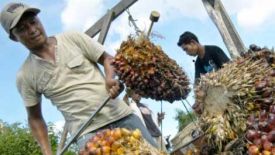 Jelang Lebaran, Harga Sawit Membaik