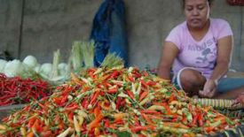 Harga Anjlok, Petani Cabai Lesu