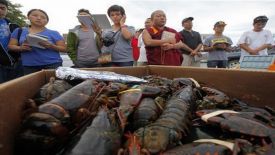 Di Tiongkok, Lobster dan Kepiting Bertelur jadi Barang Mewah